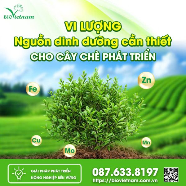 Vi Lượng - Nguồn Dinh Dưỡng Cần Thiết Cho Cây Chè Phát Triển