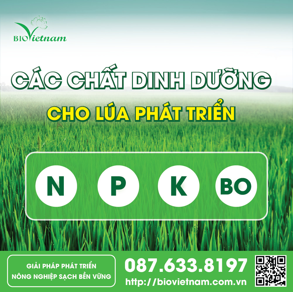 Các chất dinh dưỡng cần thiết cho cây lúa phát triển 