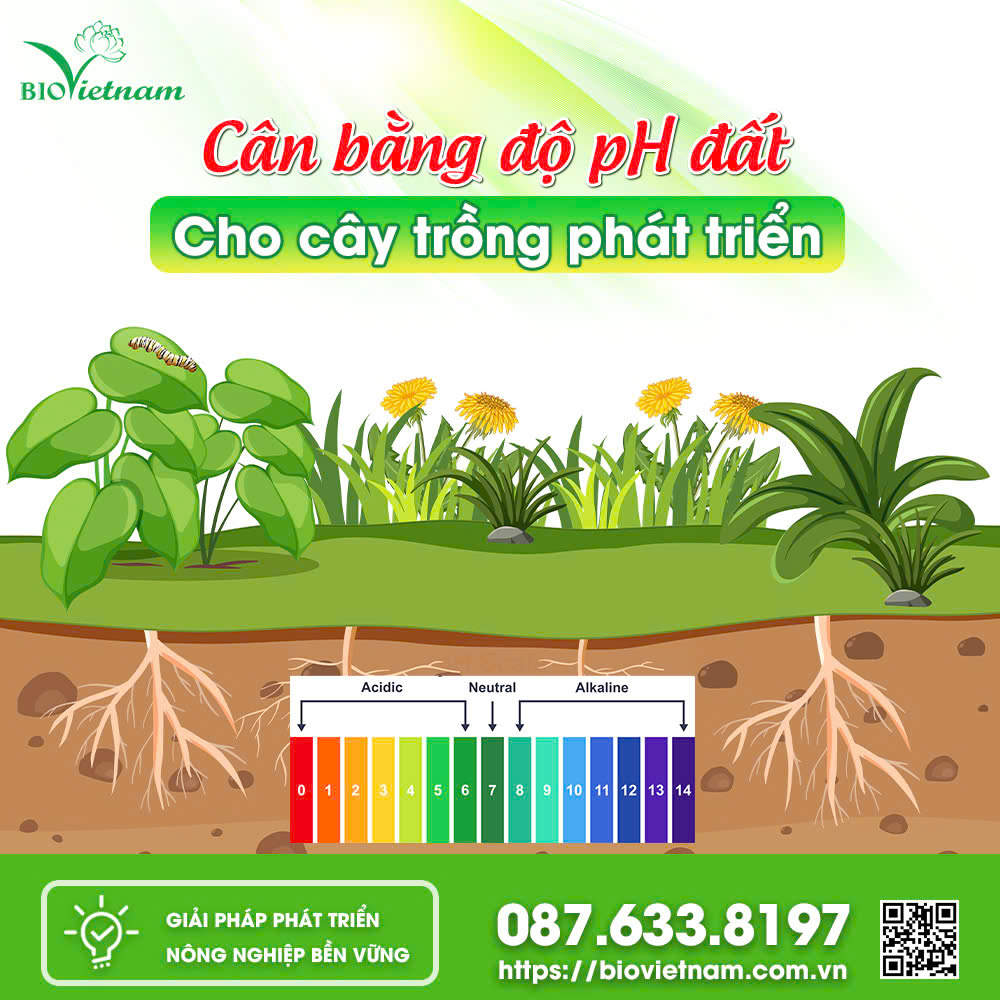 Cân bằng độ pH đất cho cây trồng phát triển