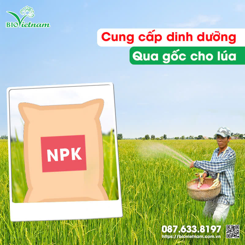 Ngoài phân bón lá, cần bổ sung thêm phân bón gốc hữu cơ cho lúa ở giai đoạn rước đòng