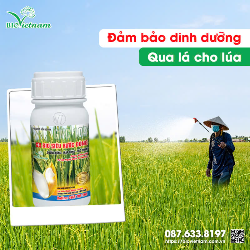 Sử dụng Bio Siêu Rước Đòng cung cấp dinh dưỡng cần thiết cho lúa ở giai đoạn nuôi dưỡng đòng