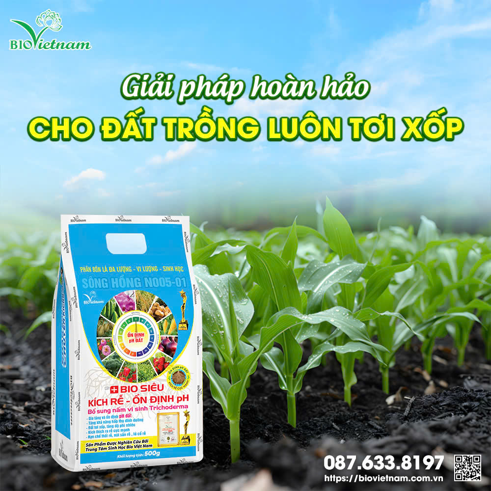 Phân bón Bio Siêu Kích Rễ - Ổn Định pH giúp đất luôn khoẻ mạnh và nhiều dinh dưỡng