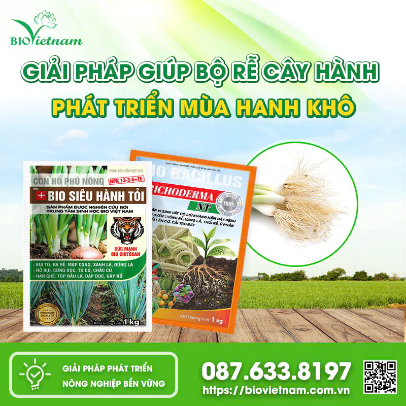 Bộ đôi dinh dưỡng giúp rễ cây hành phát triển khoẻ mạnh