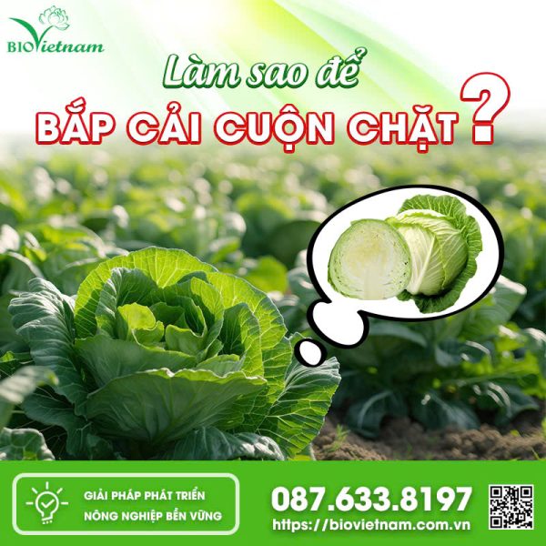 Làm Sao Để Bắp Cải Cuộn Chặt Và Đều?