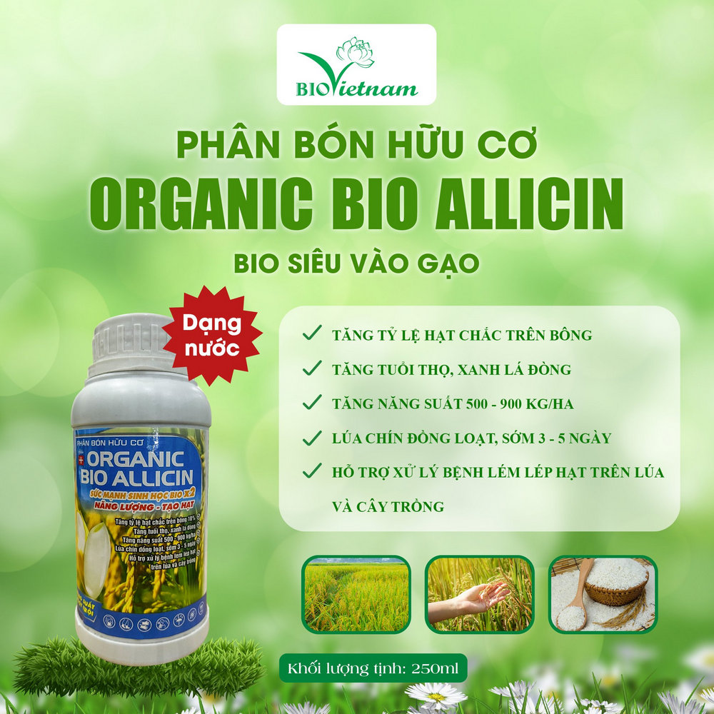 Phân bón hữu cơ Organic Bio Allicin - Bio Siêu vào gạo