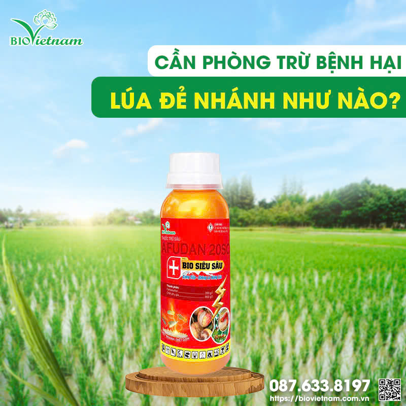 Phòng trừ sâu hại lúa để giai đoạn đẻ nhánh lúa phát triển khoẻ mạnh