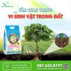 Tầm Quan Trọng Của Vi Sinh Vật Trong Đất