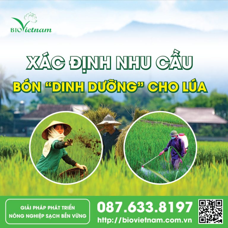 Bón đúng, bón đủ để cây lúa phát triển hữu hiệu, cho năng suất cao 