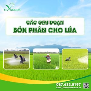 Các giai đoạn bón phân cho lúa đạt năng suất cao