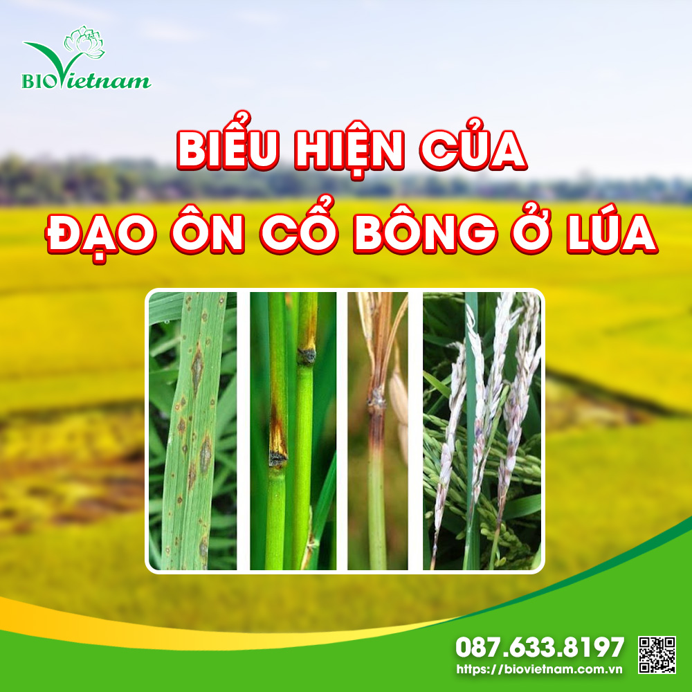 Đốt thân và cổ bông xuất hiện màu đen hoặc xám đồng
