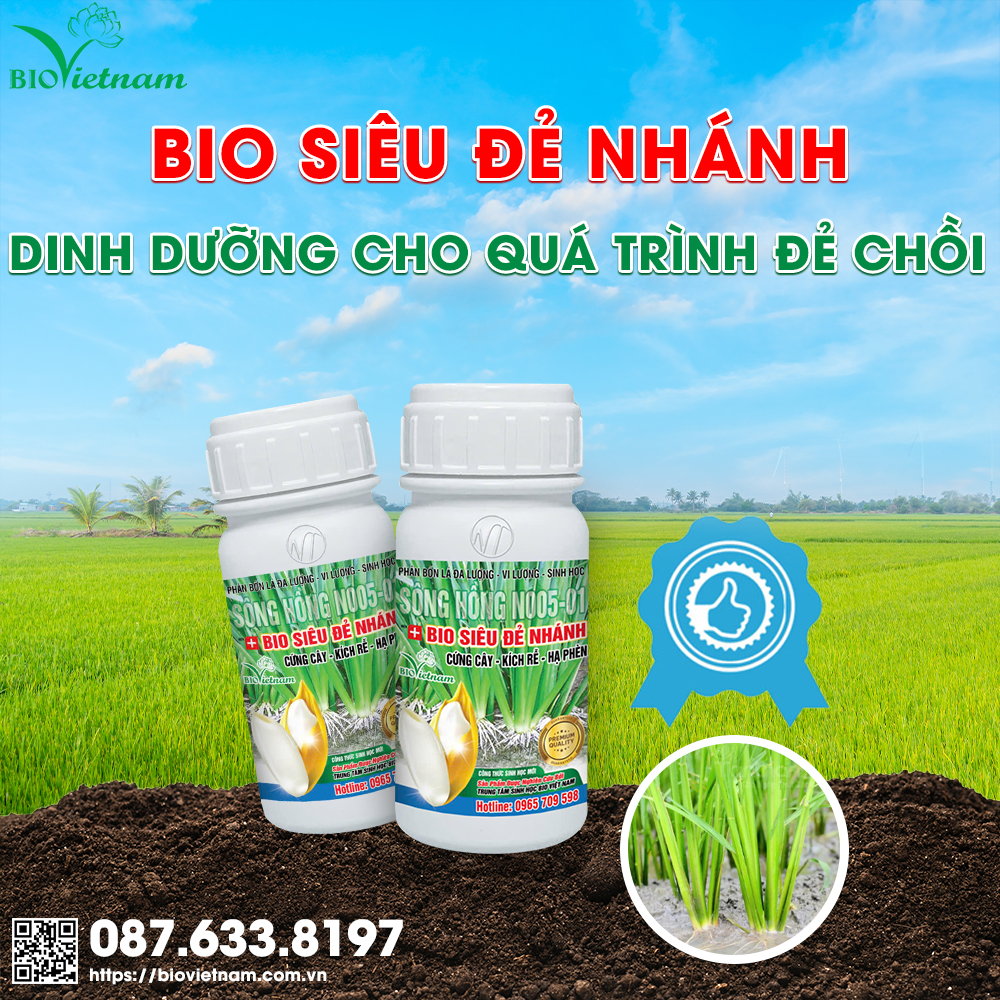 Sử dụng Bio Siêu Đẻ Nhánh cho lúa giai đoạn sau sạ 7 - 30 ngày để mang lại hiệu quả tốt nhất