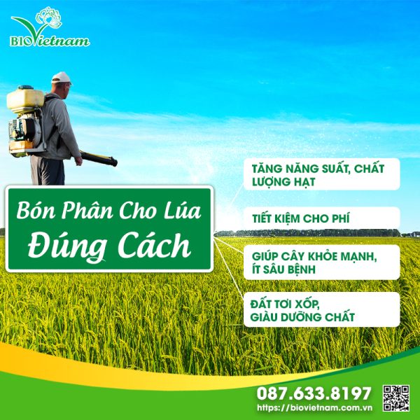 Cách Bón Phân Cho Lúa cho năng suất cao, tiết kiệm chi phí 