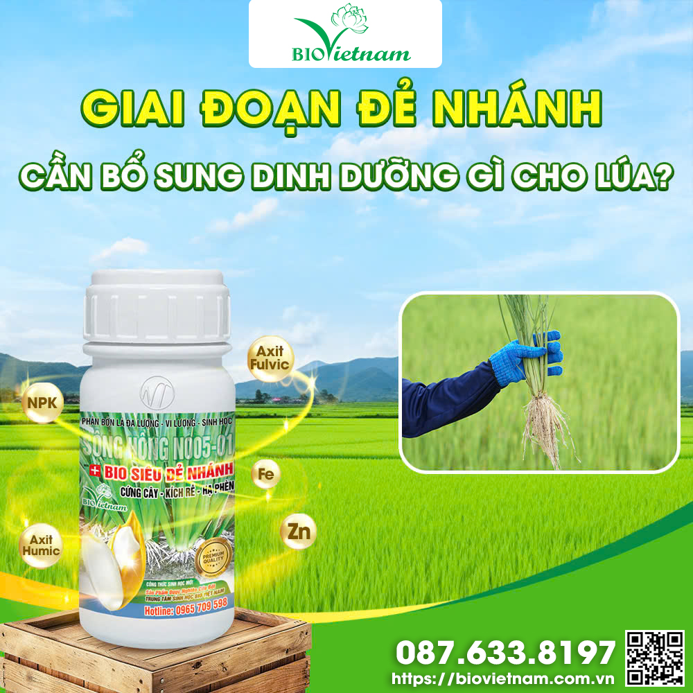 Bio Siêu Đẻ Nhánh - dinh dưỡng vàng cho lúa đẻ nhánh nhiều, nở bụi to, mọc nhiều rễ tơ