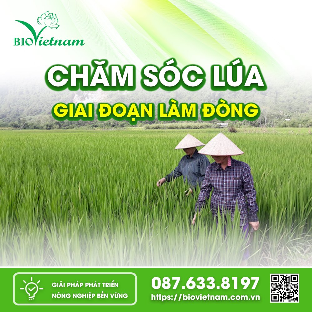 Chăm sóc lúa làm đòng tốt sẽ mang lại mùa bội thu