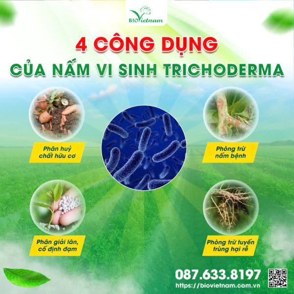 4 Công Dụng Của Nấm Vi Sinh Trichoderma