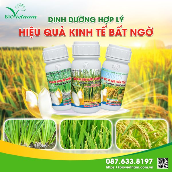 Dinh Dưỡng Cho Lúa Hợp Lý, Hiệu Quả Kinh Tế Bất Ngờ