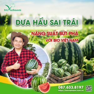 Dưa Hấu Sai Trái – Năng Suất Bứt Phá với Bio Việt Nam