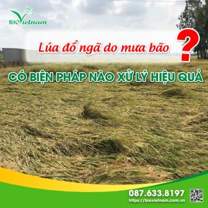 Giải Pháp Chống Đổ Ngã Lúa Vô Gạo Do Mưa Bão