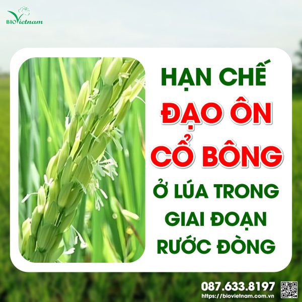 Hạn Chế Đạo Ôn Cổ Bông Ở Lúa Rước Đòng