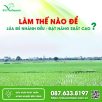 Làm Thế Nào Để Lúa Đẻ Nhánh Đều, Đạt Năng Suất Cao?