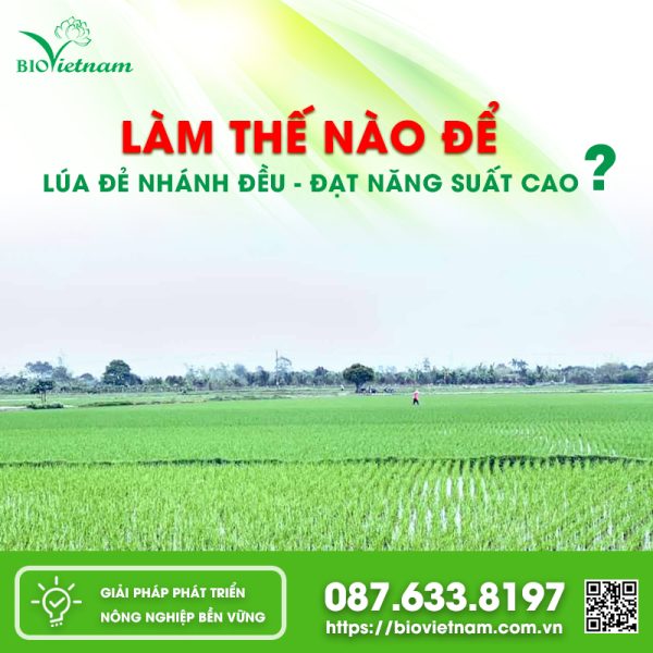 Làm Thế Nào Để Lúa Đẻ Nhánh Đều, Đạt Năng Suất Cao?