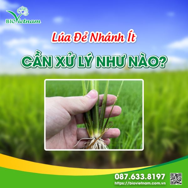 Lúa Đẻ Nhánh Ít Cần Xử Lý Như Nào?