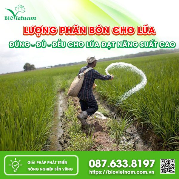 Lượng phân bón cho lúa ĐÚNG – ĐỦ – ĐỀU cho mùa vụ năng suất