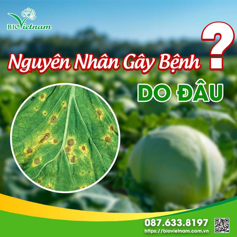 Nguyên nhân gây đốm vòng lá ở bắp cải là do nấm tấn công 