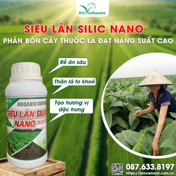 Phân Bón Cây Thuốc Lá Đạt Năng Suất Cao