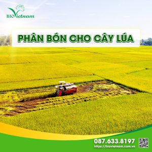 [NHÀ NÔNG CẦN BIẾT] lượng phân bón cho cây lúa ĐÚNG – ĐỦ – TIẾT KIỆM 