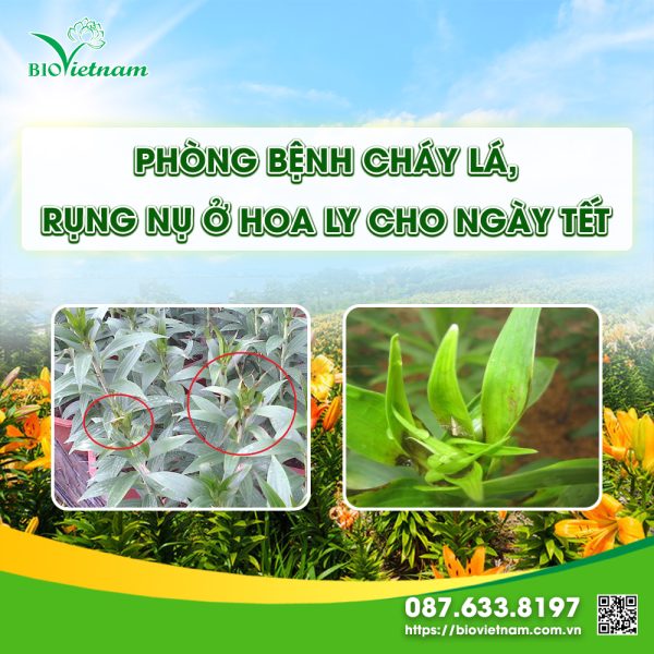 Phòng bệnh cháy lá, rụng nụ hoa ly ngày Tết