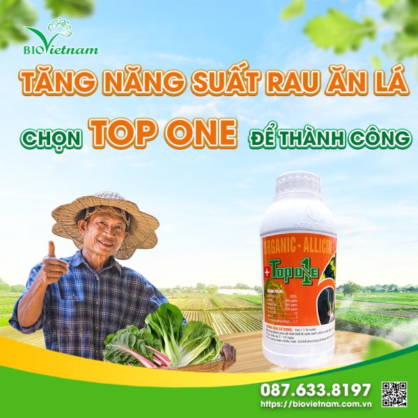 Tăng Năng Suất Rau Ăn Lá – Chọn Top One Để Thành Công