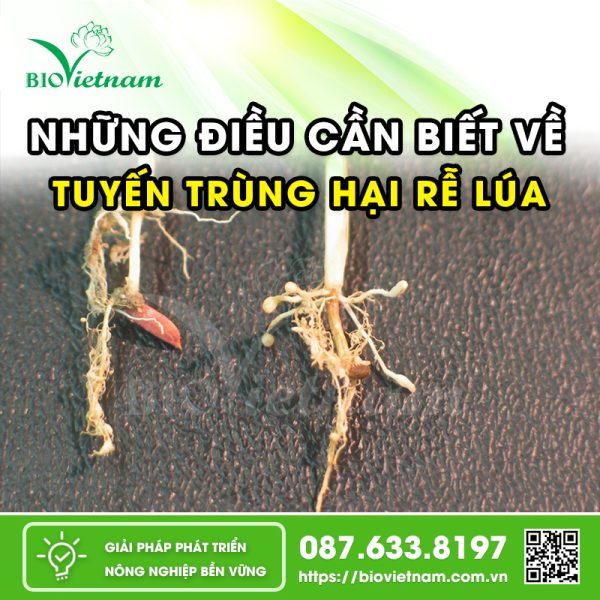 Phòng Trừ Tuyến Trùng Hại Rễ Lúa Ở Giai Đoạn Đẻ Nhánh