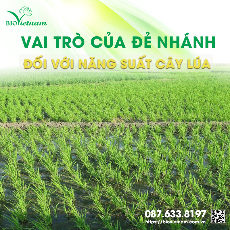 Giai đoạn Đẻ nhánh có vai trò vô cùng quan trọng đến năng suất mùa vụ