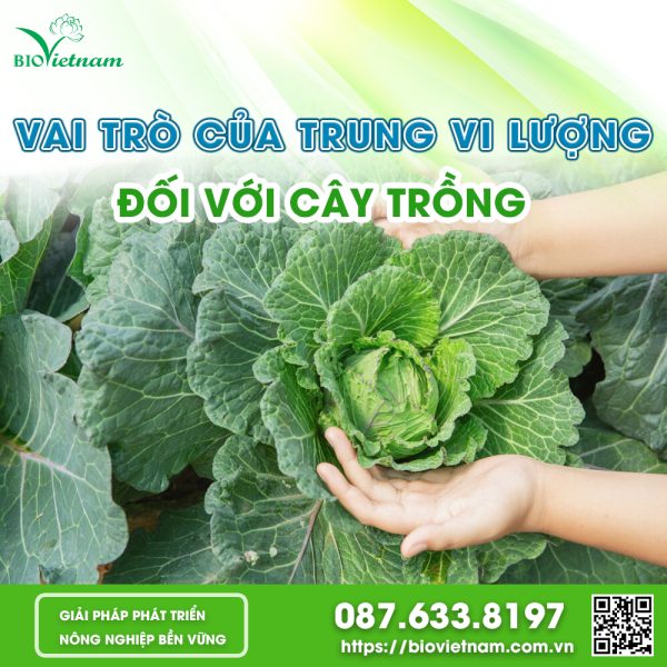 Vai Trò Của Trung Vi Lượng Đối Với Cây Trồng