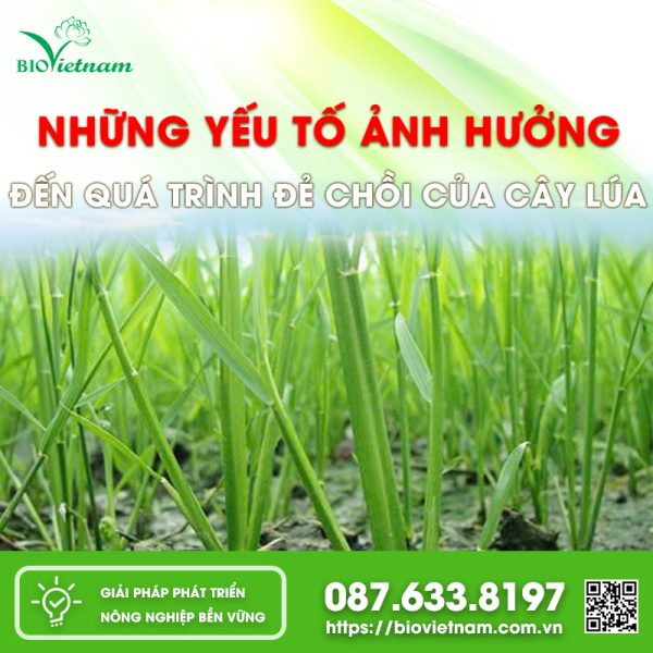 Những Yếu Tố Ảnh Hưởng Đến Quá Trình Đẻ Chồi Của Cây Lúa