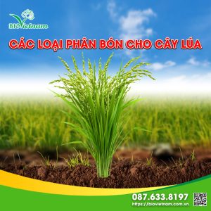 [TỔNG HỢP] Các loại phân bón cho cây lúa tốt nhất 2025