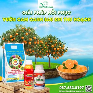 Giải Pháp Hồi Phục Vườn Cam Canh Sau Khi Thu Hoạch