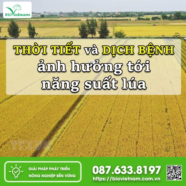 Thời Tiết Và Dịch Bệnh Ảnh Hưởng Tới Năng Suất Lúa